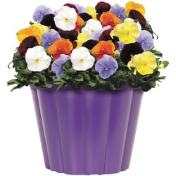 Farmer's Market Early Pansy Planter 8-Inch 1 ea, $15.00/1ea