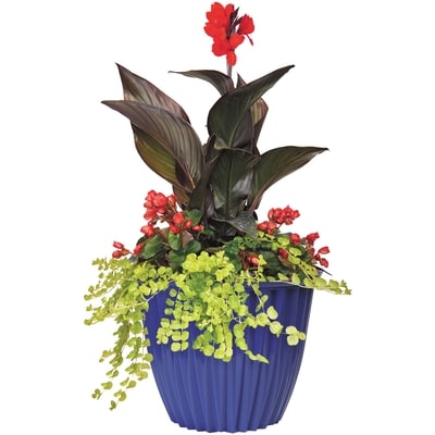 le Choix du Président Jardinière annuelle géante, 15 po 1 ea, 55,00 $/1ch