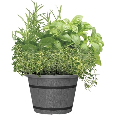 le Choix du Président Jardinière à herbes en forme de bouilloire, 9 po 1 ea, 20,00 $/1ch