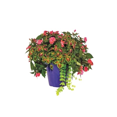le Choix du Président Jardinière Annuelle De Luxe 12 Po 1 ea, 30,00 $/1ch