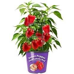 President's Choice Sweet Pepper Plant 1 ea, $20.00/1ea
