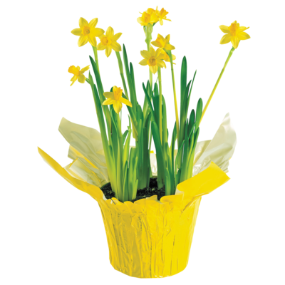 null Jonquilles 6 po 1 ea, 9,00 $/1ch