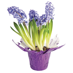 null Hyacinth 6" 1 ea, $10.00/1ea