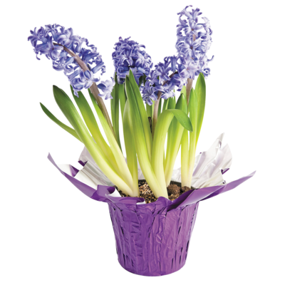 null Hyacinth 6" 1 ea, $9.00/1ea