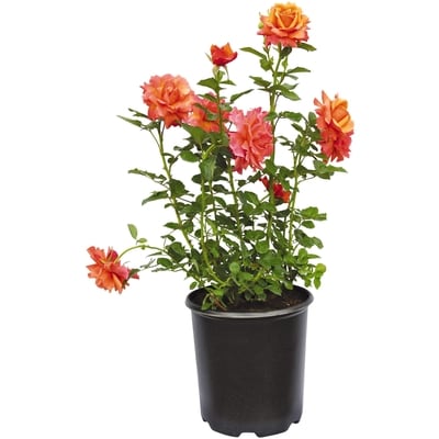 null Rose Premium Shrub 1 ea, $24.00/1ea