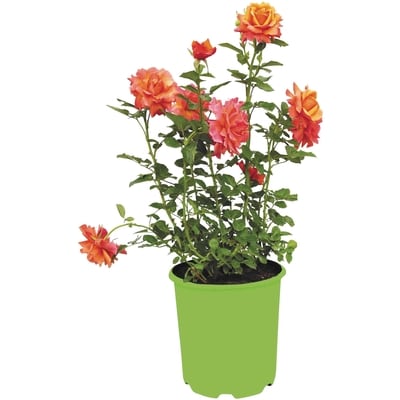 President's Choice Rose 2 Gallon 1 ea, $24.00/1ea