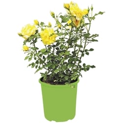 le Choix du Président Rosier standard, 5 gallons 1 ea, 55,00 $/1ch