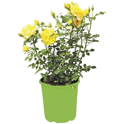 le Choix du Président Rosier standard, 5 gallons 1 ea, 55,00 $/1ch