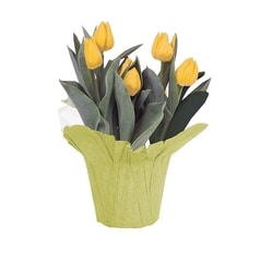 null Tulip, 6 in 1 ea, $10.00/1ea