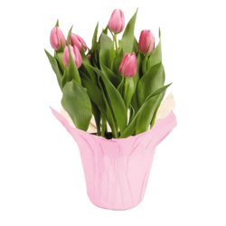 null Tulip, 6 in 1 ea, 8,00 $/1ch