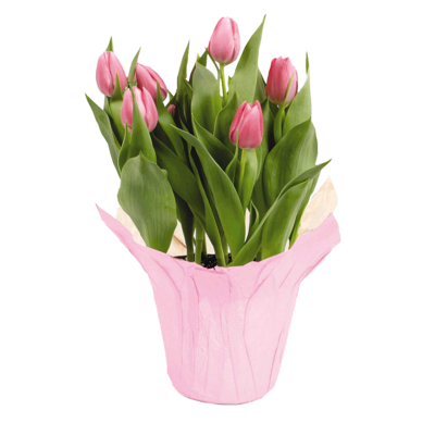 null Tulip, 6 in 1 ea, 9,00 $/1ch