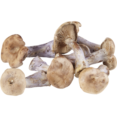 null Champignons pieds bleus 7,70 $/100g 77,03 $/1kg
