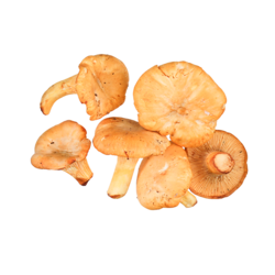 null Chanterelle Mushrooms $5.51/100g $55.09/1kg