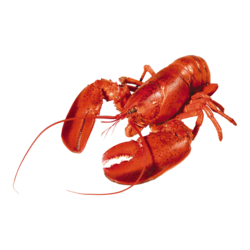 Homard cuit, frais du marché