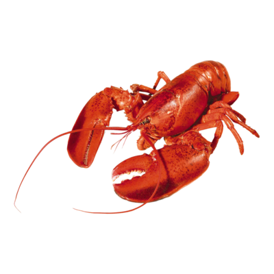 null Homard cuit, frais du marché 29,76 $/1kg 13,50 $/1lb
