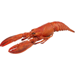 Homard entier cuit précédemment congelé 