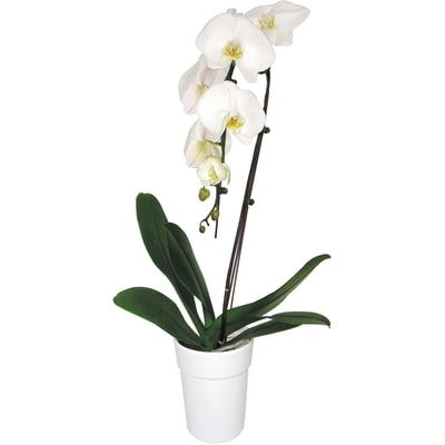 null Orchidée Waterfall de qualité supérieure, 5 pouces 1 ea, 38,00 $/1ch