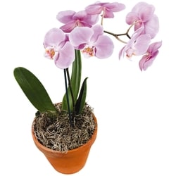 null Orchid, 4 Inches 1 ea, $22.00/1ea