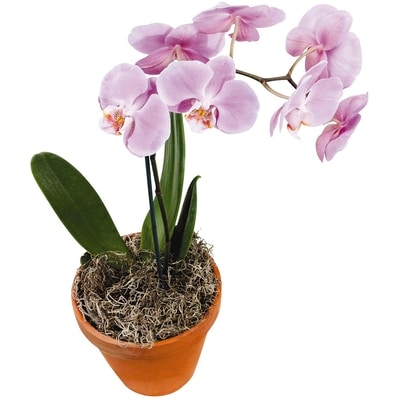 null Orchidee 4 Po 1 ea, 22,00 $/1ch