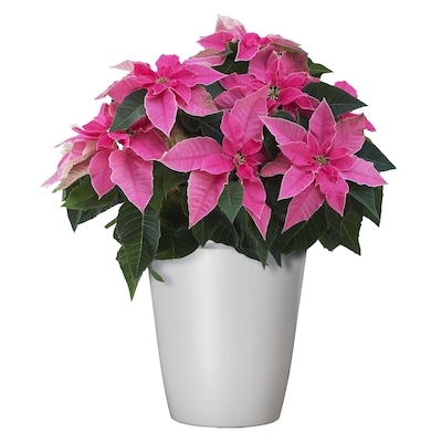 President's Choice Poinsettia 4.5 inch in Potcover 1 ea, $7.00/1ea