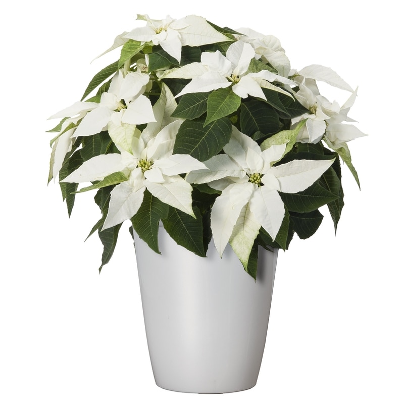 Poinsettia 4.5 inch in Potcover