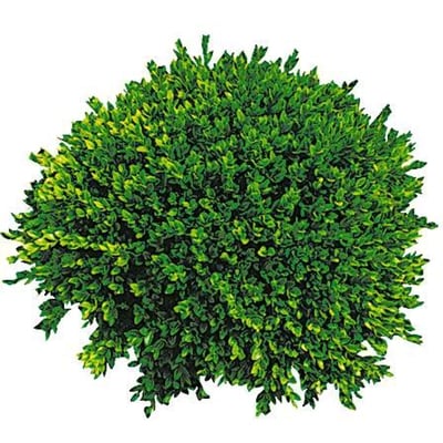 President's Choice Boxwood Bunch 1 ea, $10.00/1ea