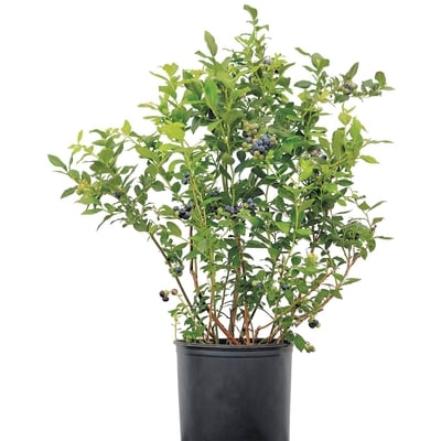 BTN Brookdale Double Blueberry 14-Inch 1 ea, $30.00/1ea