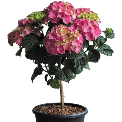 null Hydrangea Standard 5 Gallon 1 ea, $65.00/1ea