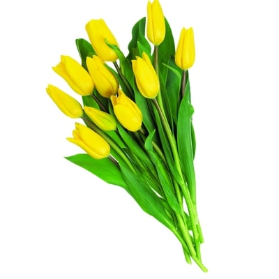 null Tulipes, 10 tiges 360 g, 2,78 $/100g