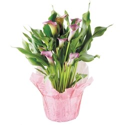 null Lis Calla, 6 pouces 1 ea, 21,00 $/1ch