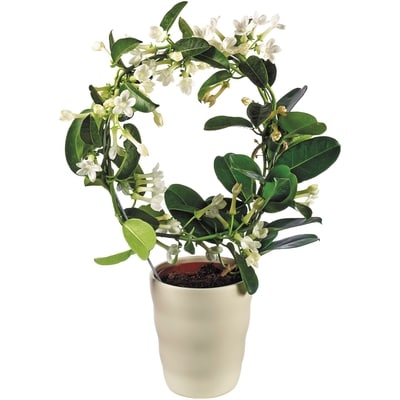 null Stephanotis in Ceramic 5.5 Inch 1 ea, $32.00/1ea