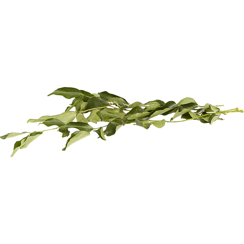 Curry Leaf (1 pack)