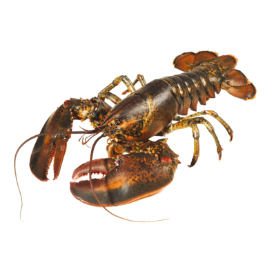 null Live Lobster $33.05/1kg $15.00/1lb