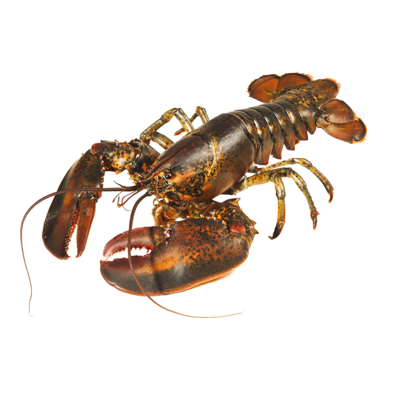 Live Lobster