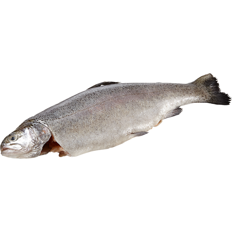 Dressed Rainbow Trout