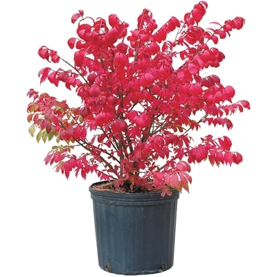 null Dwarf Burning Bush 5 Gallon 1 ea, $55.00/1ea