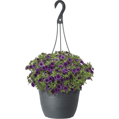 null FLEURS PANIER SUSP 11PO 1 ea, 17,00 $/1ch