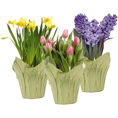 null Spring Bulbs, 6-inch  1 ea, $9.00/1ea