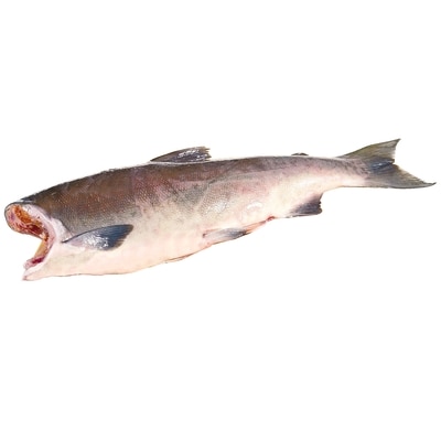 null Whole Fresh Pink Salmon $12.10/1kg $5.49/1lb