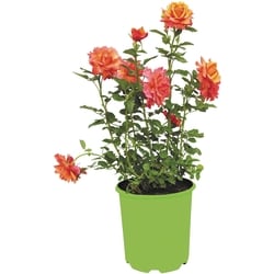 null Roses de la série canadienne, 2 gallons 1 ea, 24,00 $/1ch