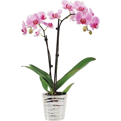 null Phalaenopsis Orchid in 5-inch ceramic pot 1 ea, $28.00/1ea