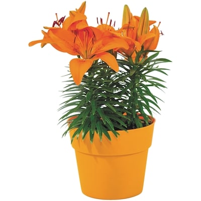 le Choix du Président Pot pour lys de couleurs assorties, 8 po 1 ea, 20,00 $/1ch