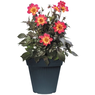 President's Choice Annual Planter 12" 1 ea, $15.00/1ea