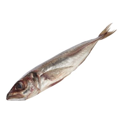 Maximum White Stickleback $26.43/1kg $11.99/1lb