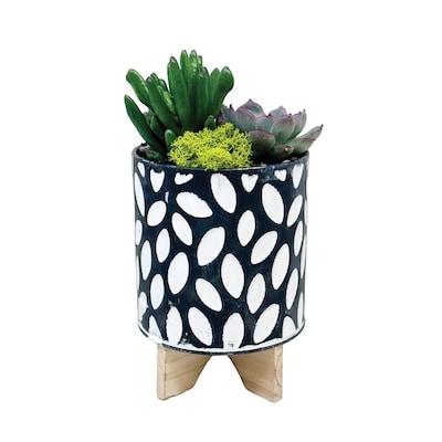 null Succulent Garden 1 ea, $20.00/1ea
