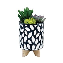 null Jardin De Plantes Grasses 1 ea, 22,00 $/1ch