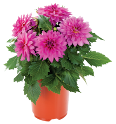 null 8-inch Annuals 1 ea, $8.00/1ea