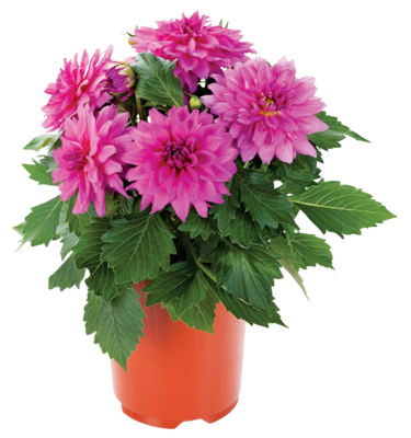 null 8-inch Annuals 1 ea, $8.00/1ea