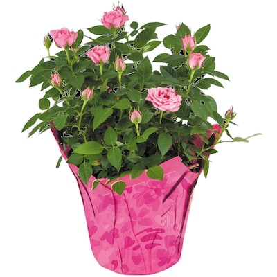 Mini Rose, 6 Inch
