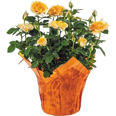 Mini Rose, 6 Inch